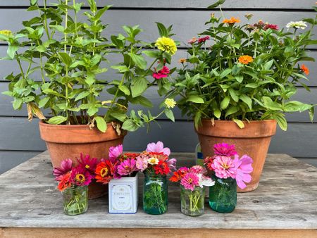 Do you want to easily grow a colorful and beautiful garden this year? I've got your back! This is how my zinnias turned out last year - I linked the seeds that I used. It was seriously so easy!


#LTKfindsunder50 #LTKSeasonal #LTKfindsunder100