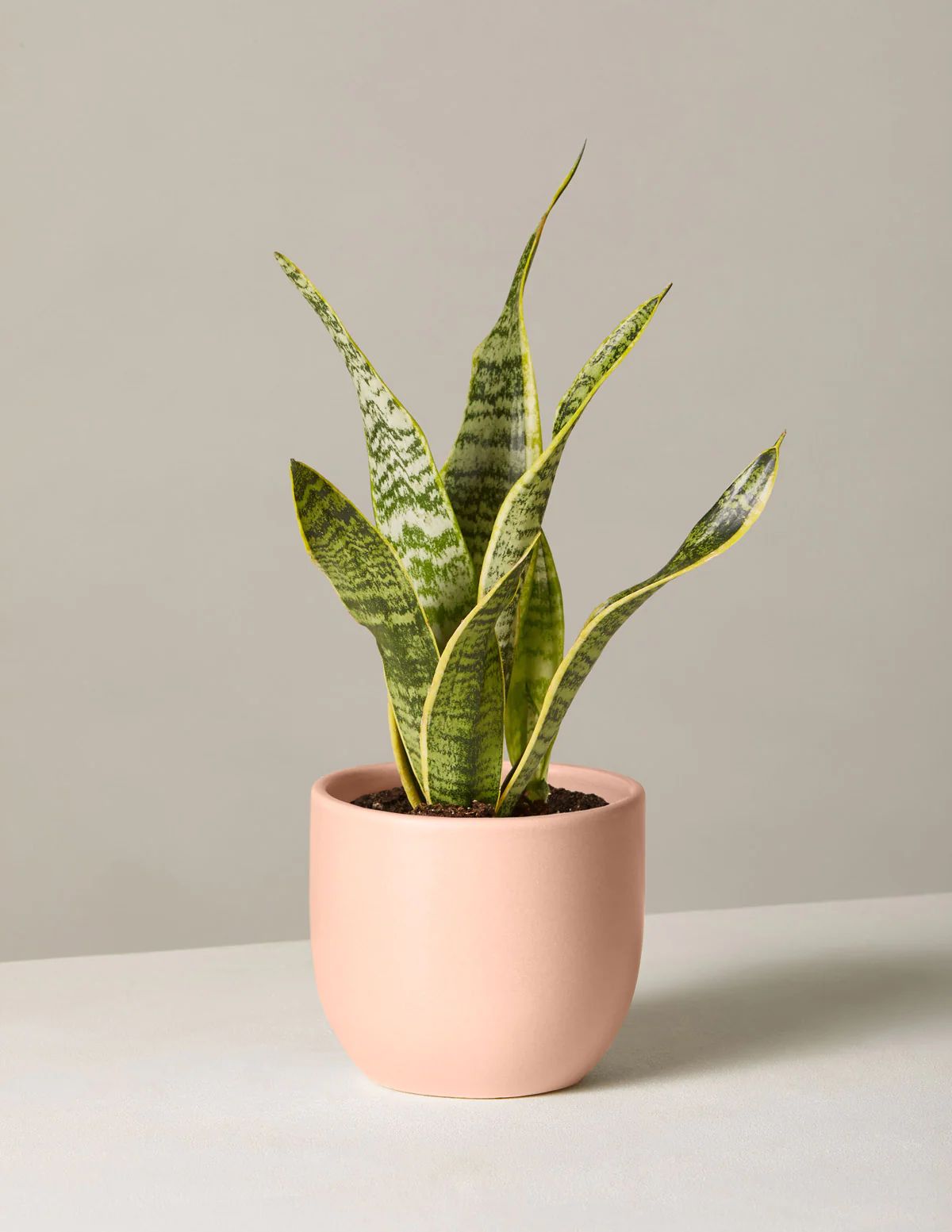 Snake Plant Laurentii | The Sill