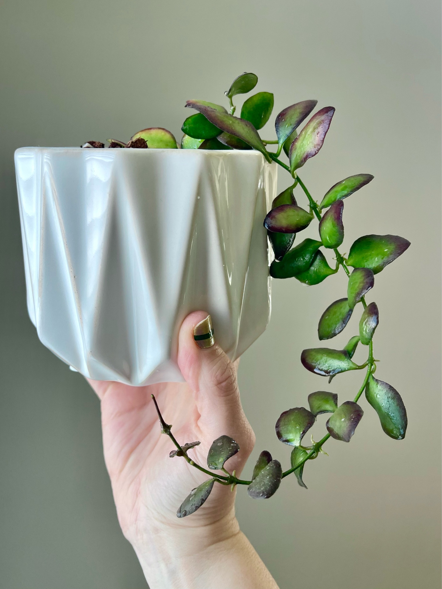 This planter perfectly compliments my Hoya panchoi! Do you agree?

#LTKFind #LTKhome