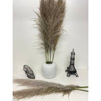 Preserved Pampas Grass, Variety Of Colors | Etsy (US)
