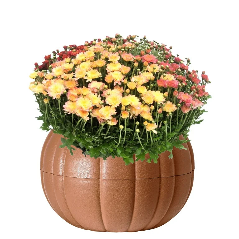 Better Homes & Gardens 3.0QT Tricolor Mum, Live Plant in Pumpkin Planter, Full Sun | Walmart (US)