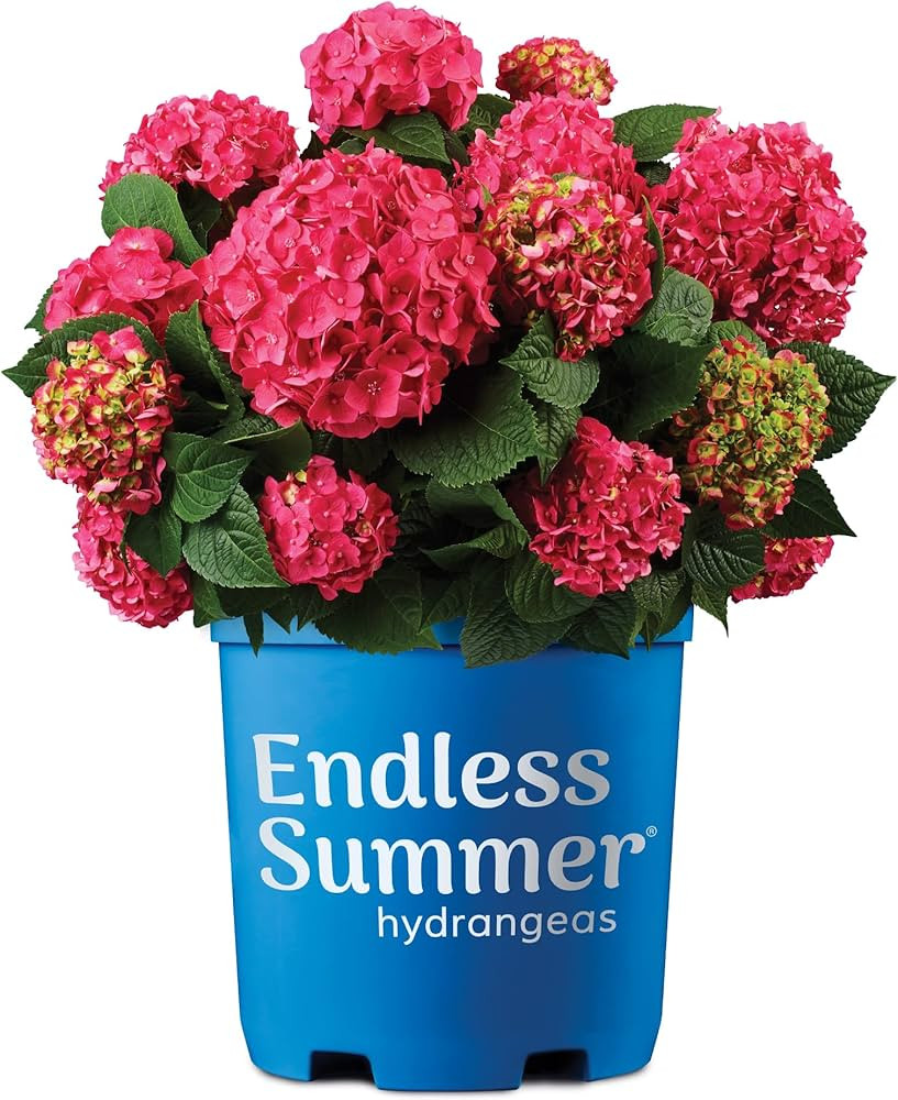 1 Gallon Endless Summer Summer Crush Hydrangea Shrub | Amazon (US)