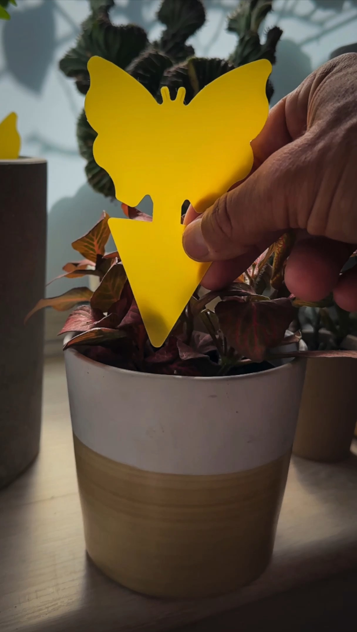 We love our indoor plants and gardens right?! I know I do. But I don’t love the pesky flies that come with those plants. Check out the small but mighty solutions to living in a healthy home and enjoying all of our plant friends. Fly Free! Home accessories that add so much ease to our lives, right here! 🌱🪴 

#LTKHome #LTKSaleAlert #LTKVideo