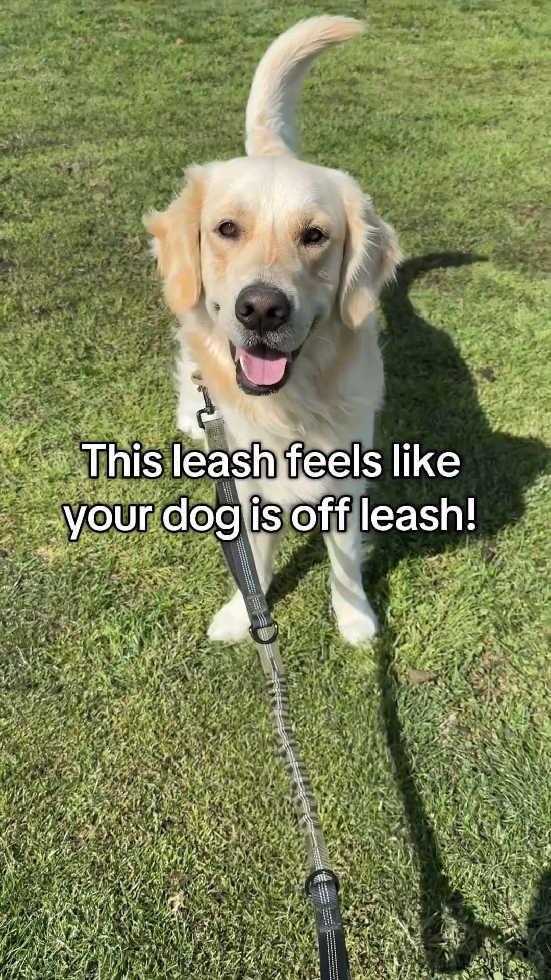Koda came along for school pick-up today, and my son was so excited to see him! This hands-free leash made the walk so easy—no juggling, just smooth steps and sweet moments. Linked the leash and my mom-walk essentials on LTK! #LTKDogMom #HandsFreeLeash #DogWalkingGear #MomLifeEssentials

#LTKFamily #LTKPets #LTKActive #LTKFindsUnder50