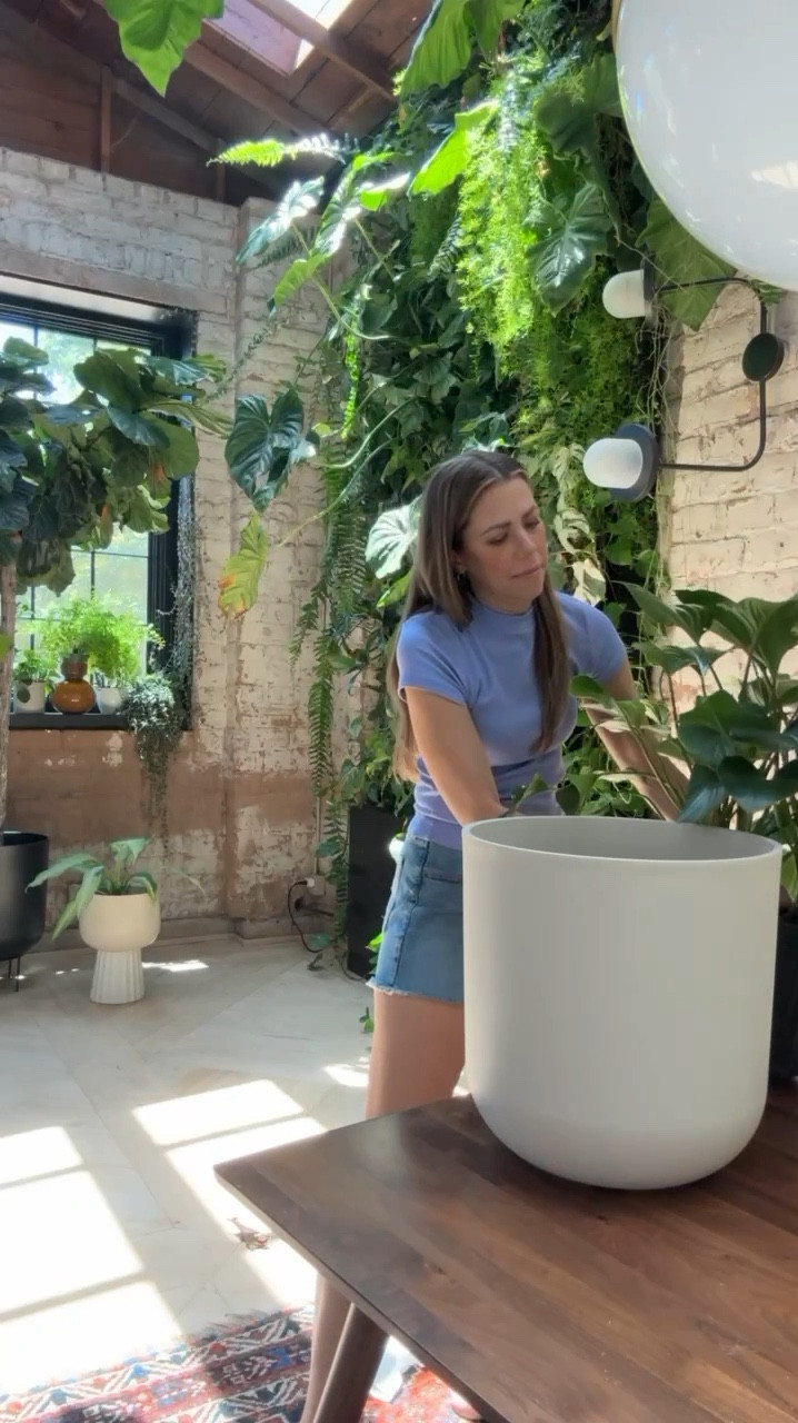 I love a happy pop of color, and these Target tees come in so many fun colors. My shorts are from Abercrombie and my pot is Veredek!

#LTKhome #LTKstyletip #LTKSeasonal