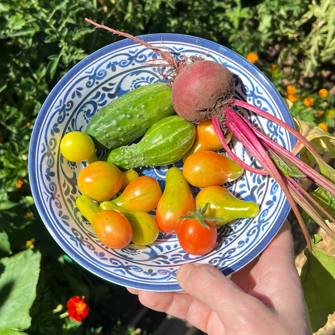Garden harvest

#LTKfamily #LTKSeasonal #LTKhome