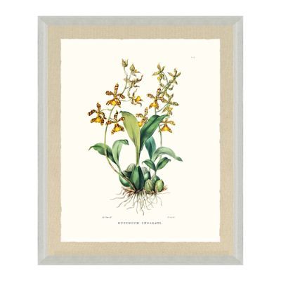 Bateman Orchid Giclée Print VI from the New York Botanical Garden Archives | Frontgate | Frontgate