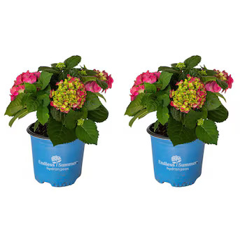 Endless Summer Endless Summer Summer Crush Hydrangea Flowering Shrub in 1 -Gallon Pot 2.0 -Pack w... | Lowe's