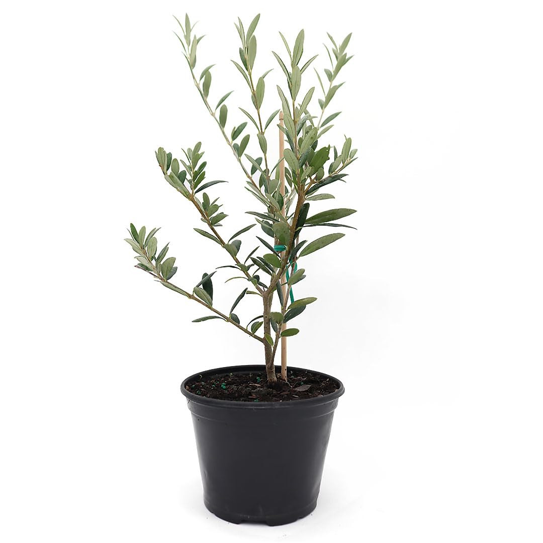 American Plant Exchange Arbequina Olive Tree – Live 5-Inch Pot, Fruit Bearing Tree, Cold Hardy Edible Variety for Containers, Patios, and Mediterranean-Inspired Gardens | Amazon (US)