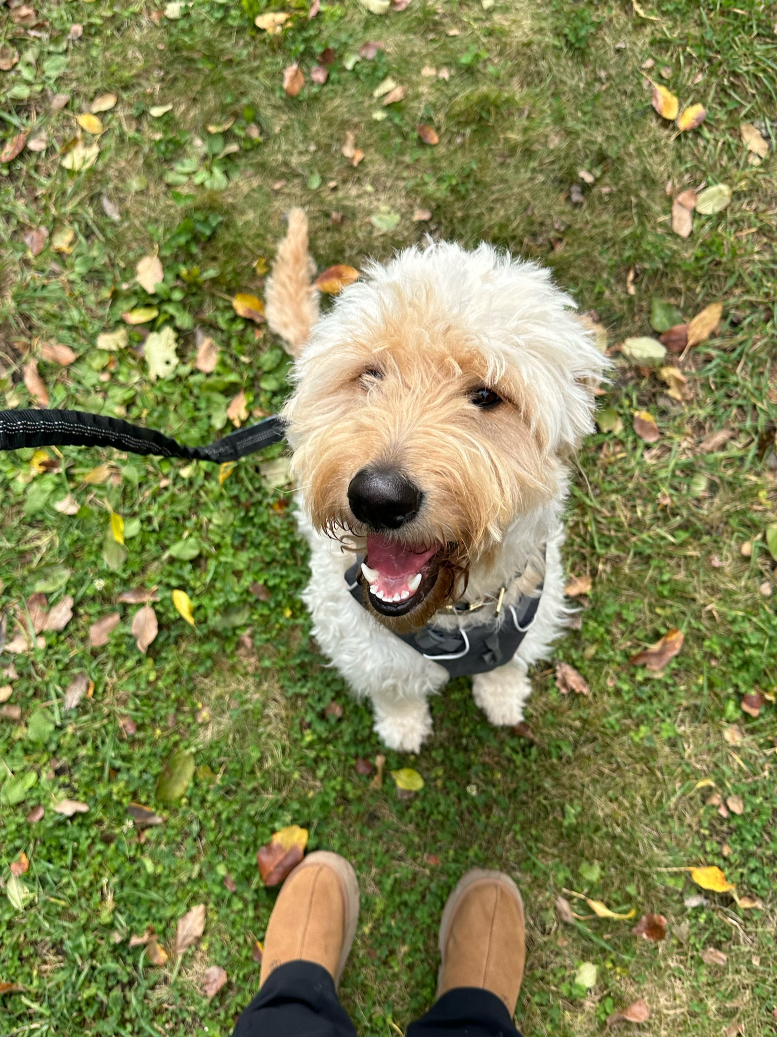 My favorite shoes this fall 🍁 

& the best leash & harness we have used for Loki! 


#LTKSeasonal #LTKstyletip