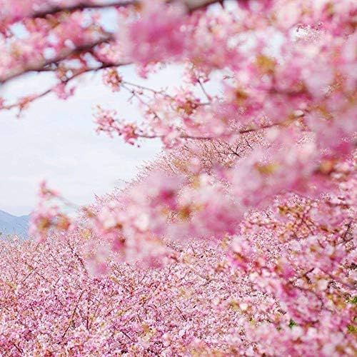 Japanese Flowering Cherry Blossom Sakura Seeds 5+ Prunus serrulata Tree Seeds for Home Garden Pla... | Amazon (UK)