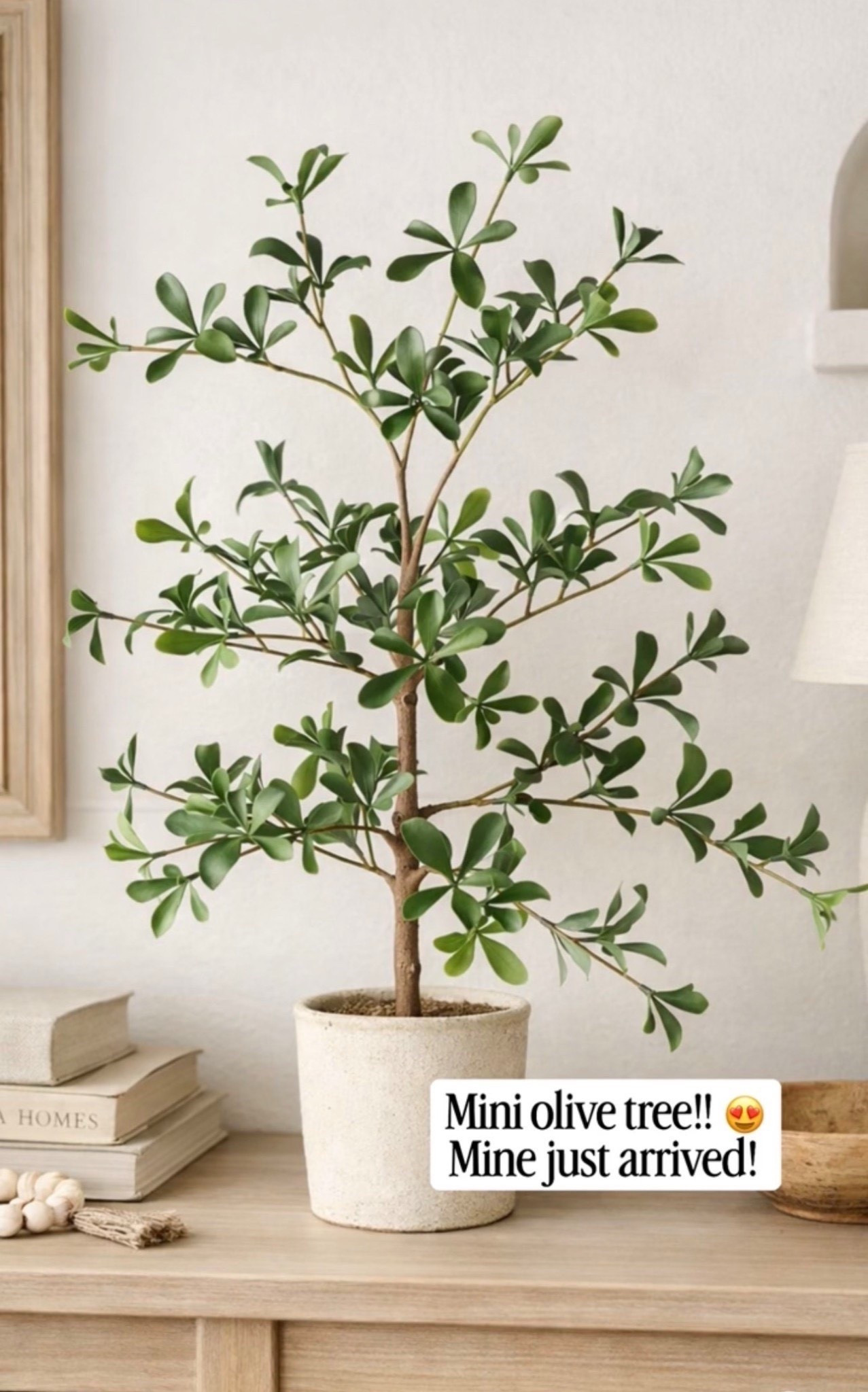 Mini Olive tree I’m loving! 😍 Mine just arrived! 

Home decor, home decor finds, interior styling, interior design inspiration, home styling ideas, neutral home decor, timeless home decor, classic home decor, transitional home decor, traditional home decor, designer inspired home decor, affordable home decor, luxury home decor look for less, curated home decor, collected home decor, budget friendly home decor, high end home decor for less, home decor recommendations, home decor roundup, interior styling, interior styling ideas, interior design inspiration, home styling tips, neutral interior design, modern traditional interiors, transitional interior design, classic interior design, timeless interiors, curated interiors, collected home style, warm neutral interiors

#HomeDecor #InteriorStyling #NeutralInteriors #ModernTraditional #TimelessDesign #HomeInspo #LayeredHome #LivingRoomInspo #InteriorDesignIdeas #DesignInspiration #CozySpaces #InteriorDetails #homestylinginspo #homerefresh #InteriorDetails #homestylinginspo #homerefresh

#liketkit #LTKSeasonal #LTKOver40 #LTKHome
@shop.ltk
https://liketk.it/5TZ2J

#LTKSeasonal #LTKOver40 #LTKHome