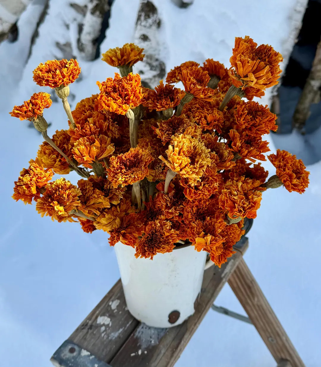 Bulk Marigold Sale! 4 Ounces of Slightly Faded Orange and Very Prim Looking Dried Flowers - Etsy | Etsy (US)