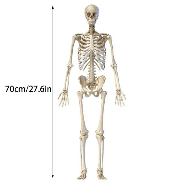 Tuscom Halloween Skeleton Bones Full Size Human Skull Skeleton Bones Halloween Decor for Hallowee... | Walmart (US)