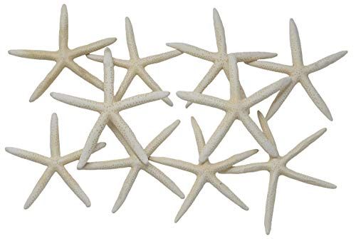 Nautical Beach Decor Extra Large 10 Pack REAL White Finger Starfish Wedding Decor 6"-8" - Sea Stars | Amazon (US)