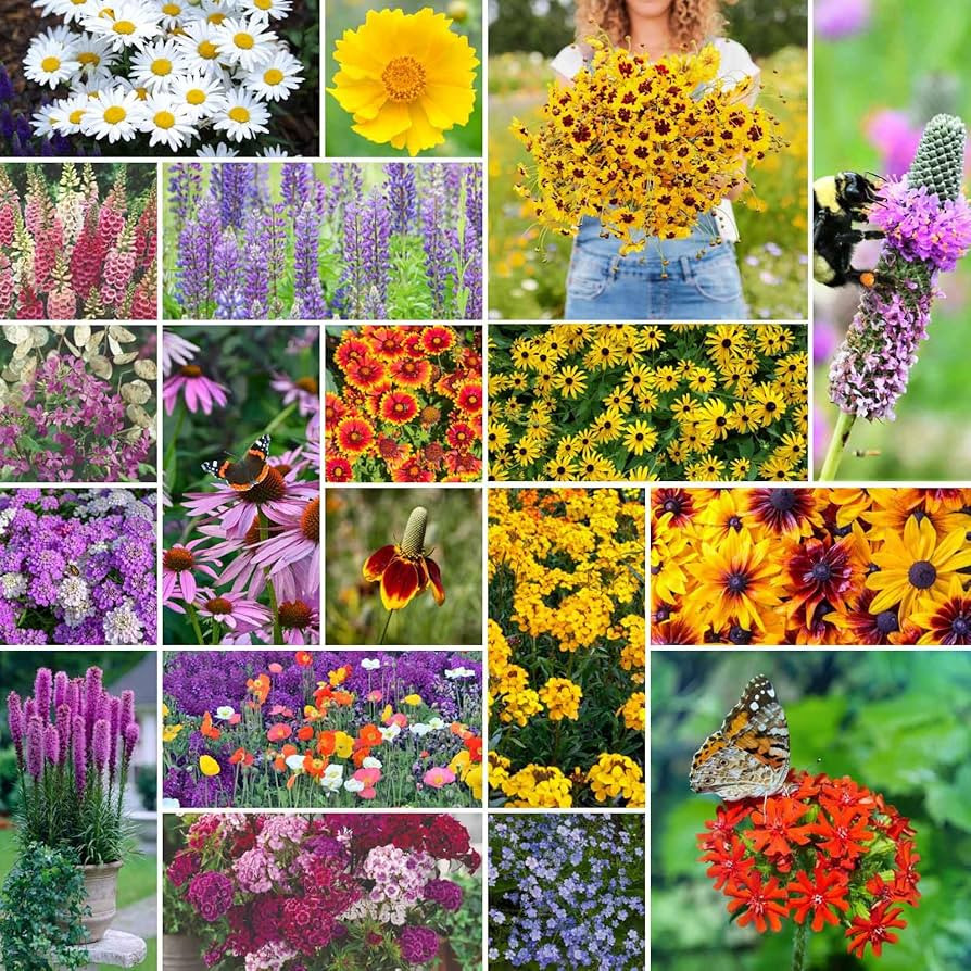 Eden Brothers All Perennial Wildflower Mixed Seeds for Planting, 1/4 lb, 120,000+ Seeds with Lupi... | Amazon (US)