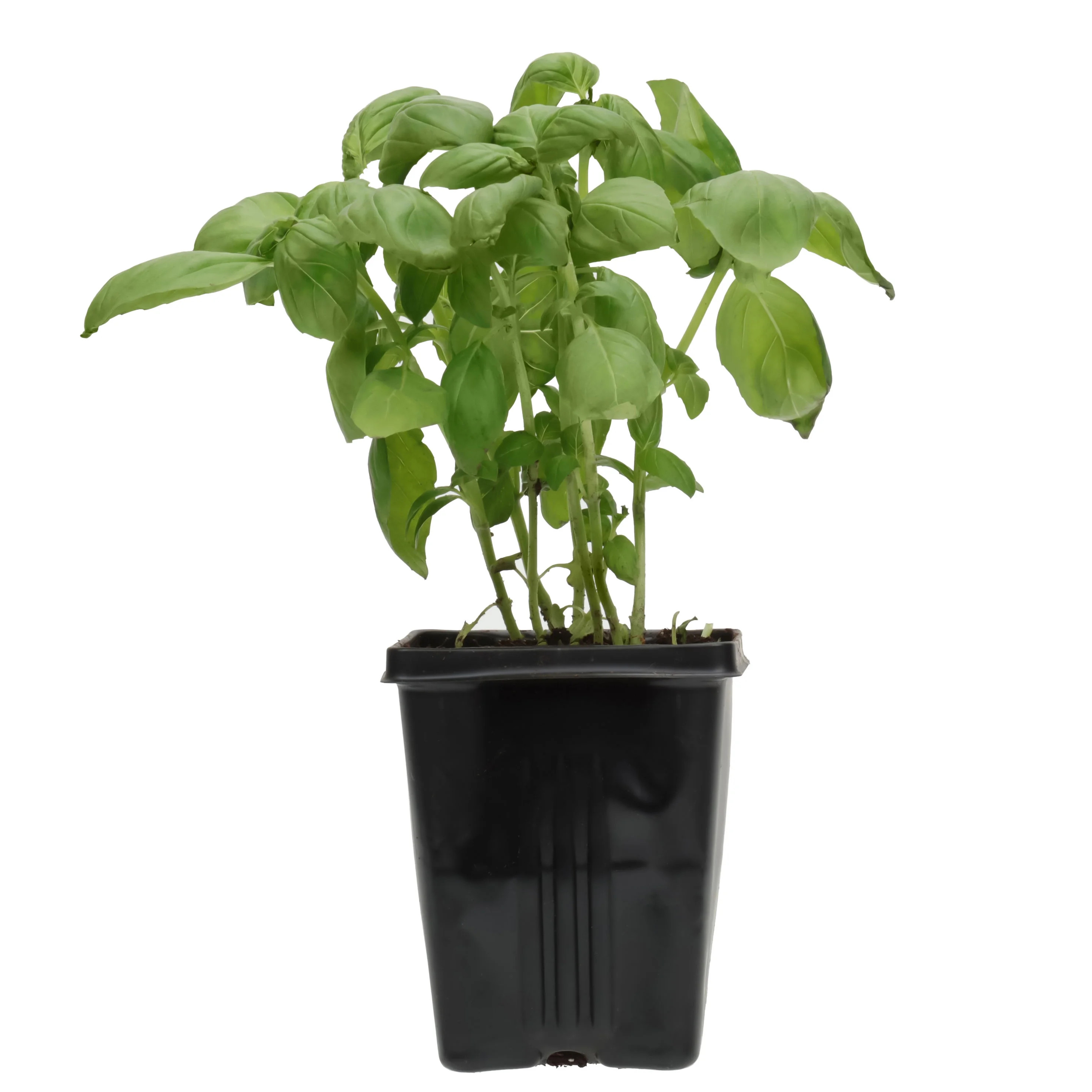 Fresh Potted Basil, 1 Each | Walmart (US)
