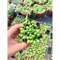 2"" String Of Pearls Succulent | Etsy (US)