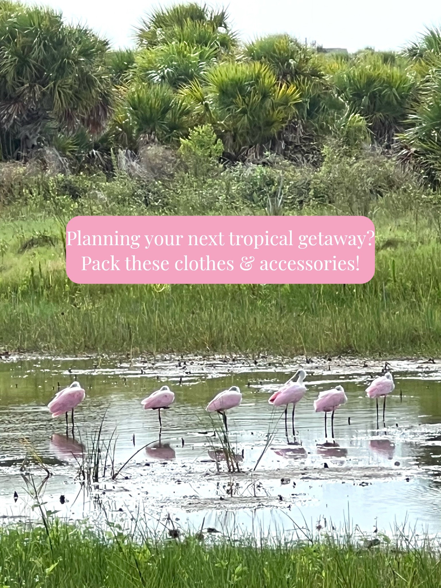 Planning your next tropical getaway? Pack these clothes and accessories!


#LTKSeasonal #LTKOver40 #LTKSaleAlert #LTKTravel #LTKootd #LTKMidsize #LTKSwim