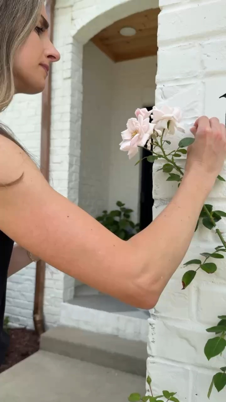 Currently trying to train these climbing roses. Hoping these plant clips do the trick!