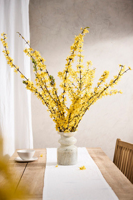 Forsythia Branches | Terrain