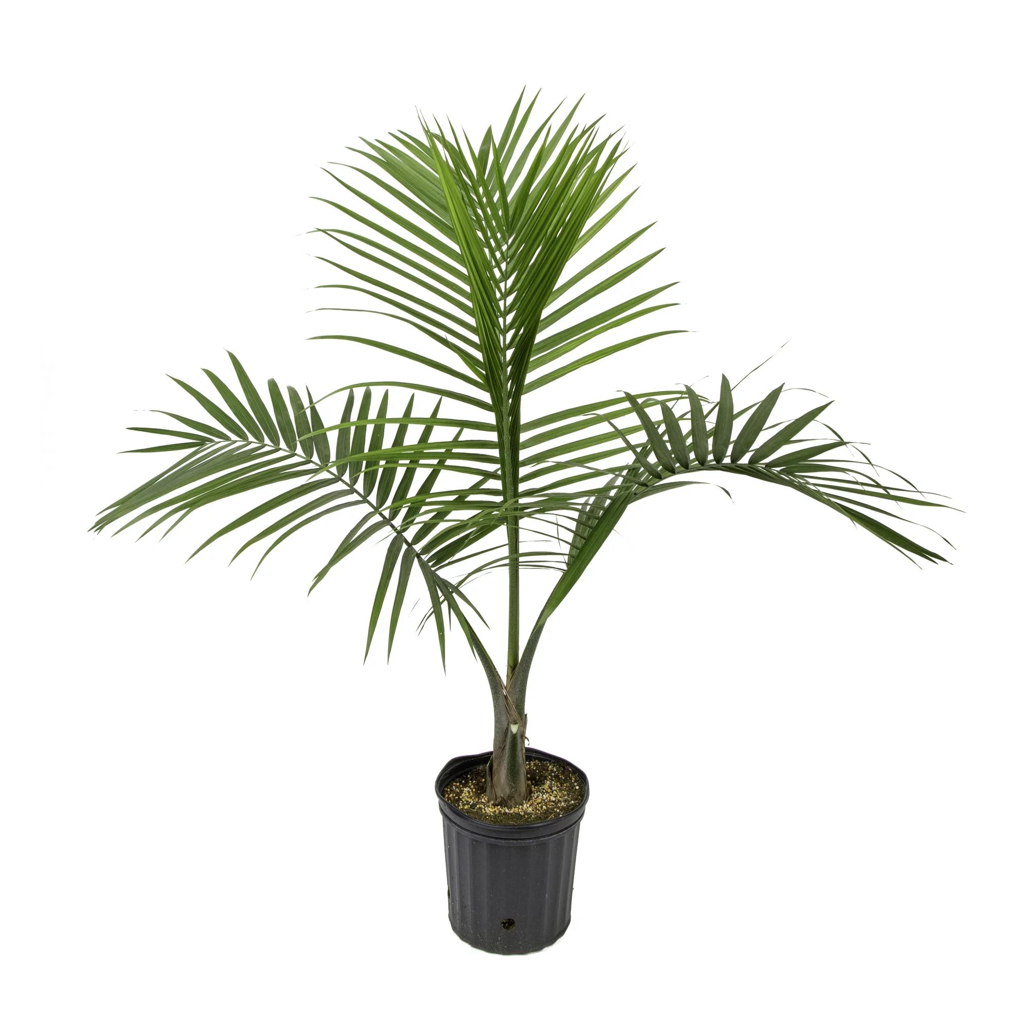 Costa Farms Live Indoor 2ft. Tall Green Majesty Palm Tree, Indirect Sunlight, Plant in 10in. Grow... | Walmart (US)