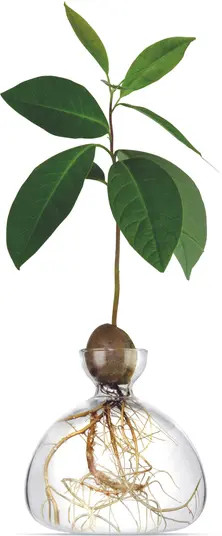 Avocado Vase | Nordstrom