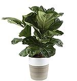 Costa Farms Live Ficus Lyrata, Fiddle-Leaf Fig, Indoor Tree, 2-Feet Tall, Ships in Décor Planter, Fr | Amazon (US)