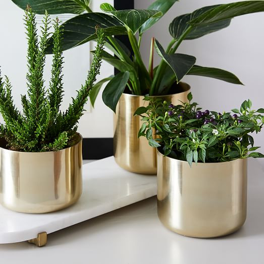 Calluna Planter Set | West Elm (US)