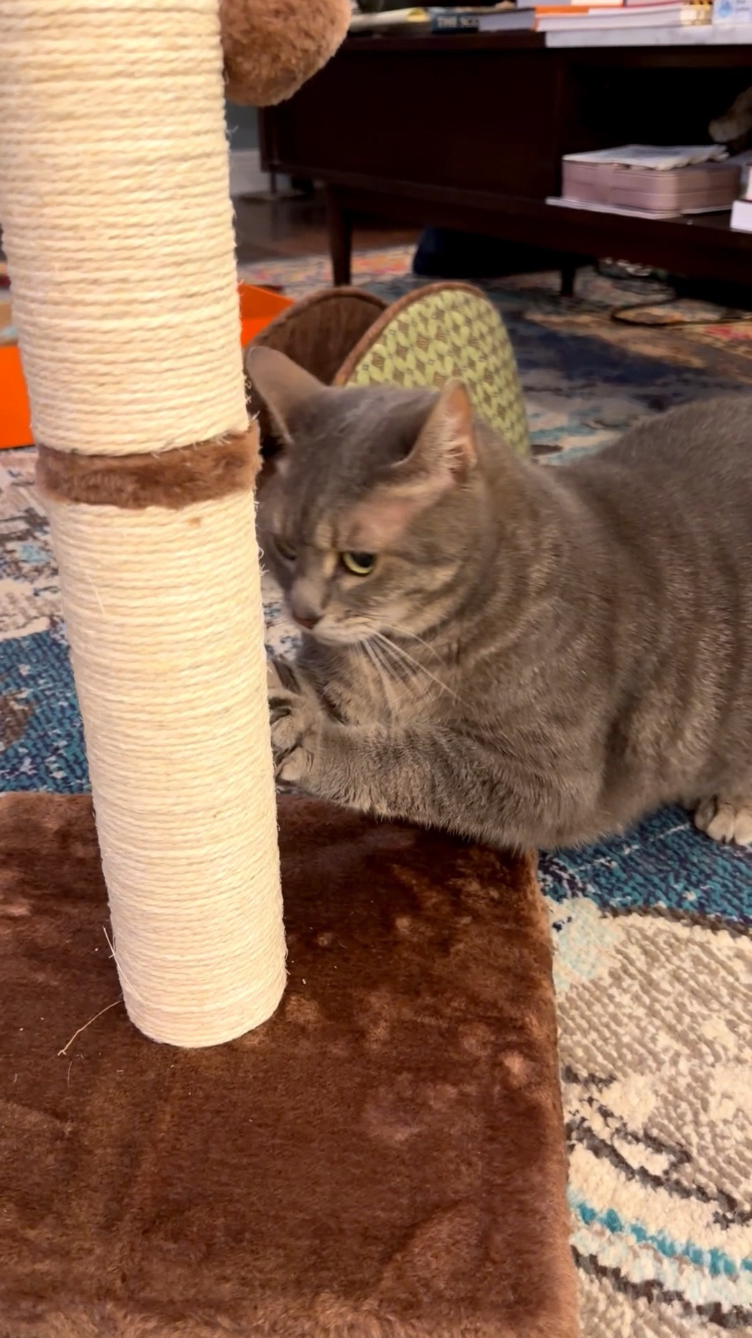 Olivia was the first to test out the new scratching post, then she came over and gave me a head butt. Safe to say, she approves of the new cat scratcher! 

#LTKPets #LTKHome #LTKFindsUnder50