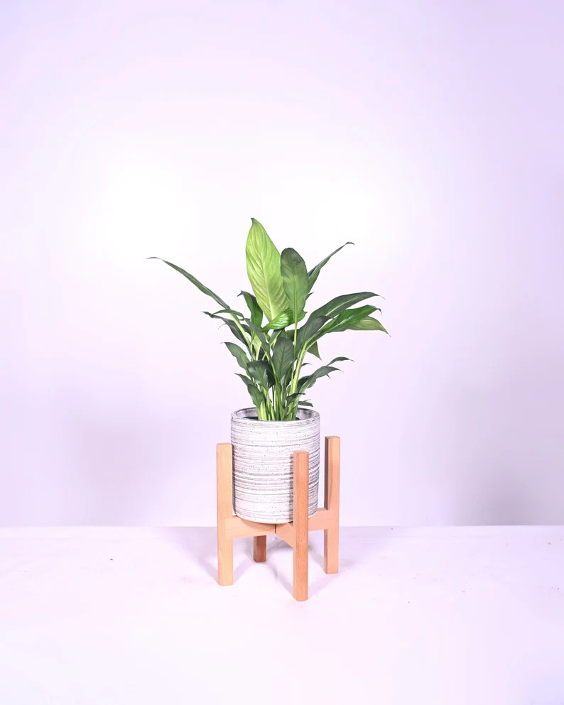 Live Plant Peace Lily with Pot and Stand 5" Ceramic Planter with Wood Stand Natural Color | Etsy (US)