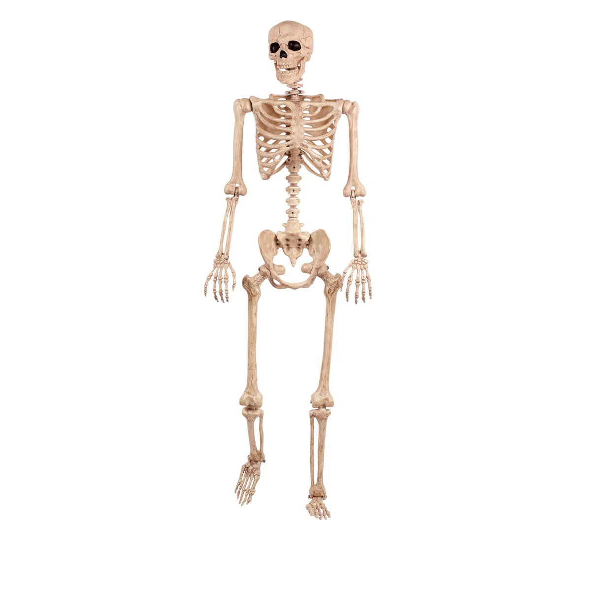 Pose-N-Stay Skeleton | Wayfair North America