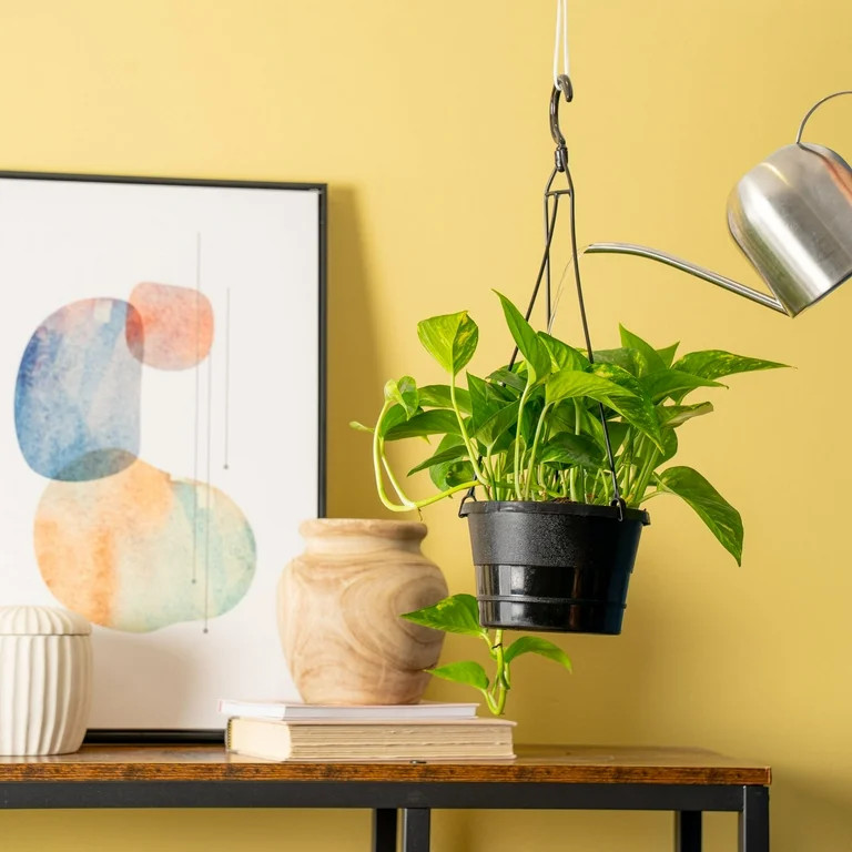 100+ bought since yesterday Plants with Benefits by Costa Farms 26" Majesty Palm House Plant in 1... | Walmart (US)