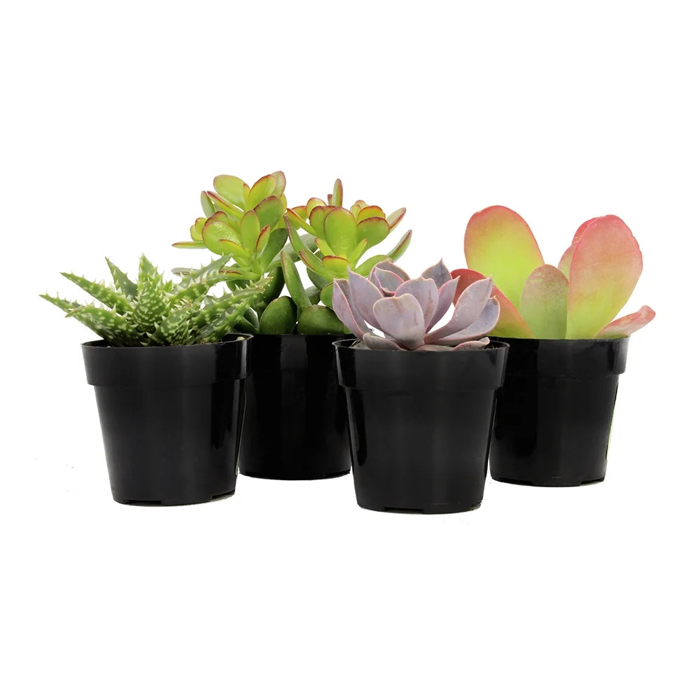 Element by Altman Plants Multicolor Succulent, Live Indoor House Plants with Grower Pots , 2.5 in... | Walmart (US)