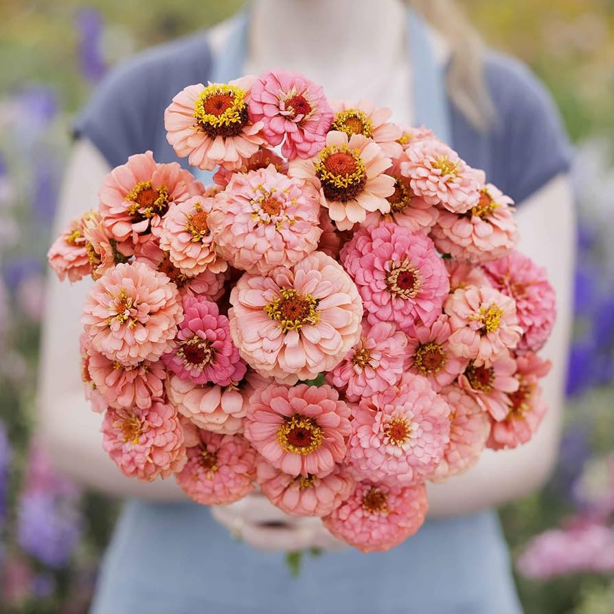 Eden Brothers Zinnia Seeds - Pumila Salmon, Non-GMO Seeds for Planting, Packet | Low-Maintenance ... | Amazon (US)