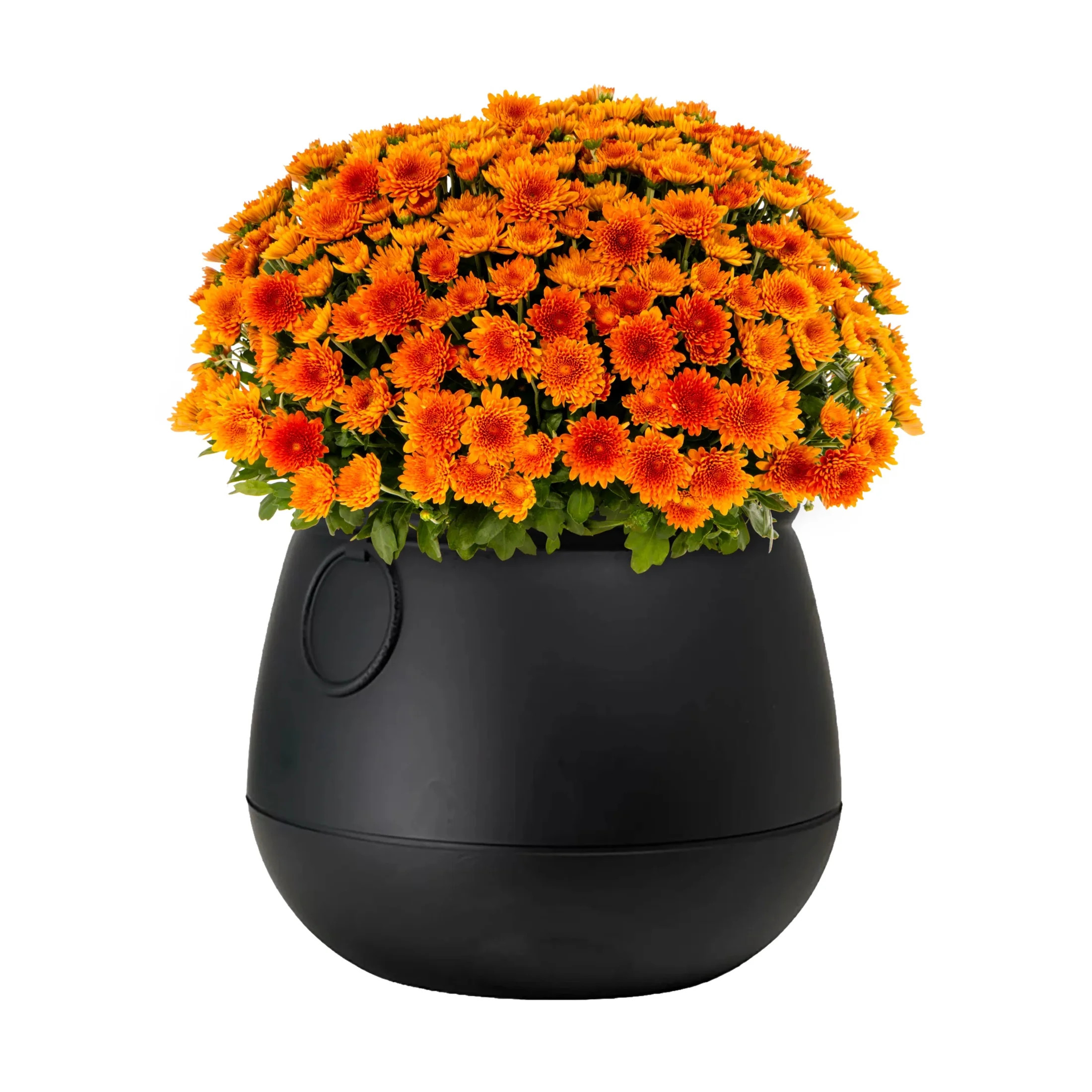 Orange | Walmart (US)