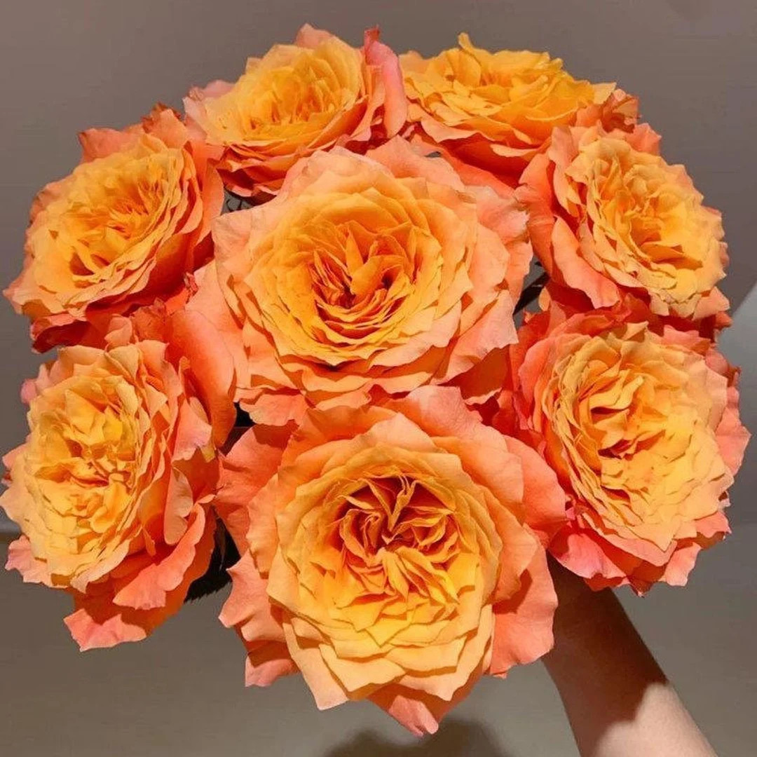 Rose Free Spirit. 火灵鸟 自由精神 火烈鸟 Tantau Rose. - Etsy | Etsy (US)