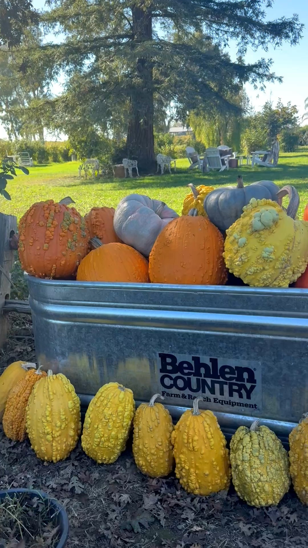 This metal stock tank is perfect for pumpkins! These homegrown heirloom pumpkins are some of my favorites!! 🎃

#LTKdayinmylife #LTKSeasonal #LTKHome