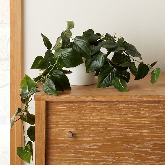 Faux Potted Green Philodendron, Medium | West Elm (US)