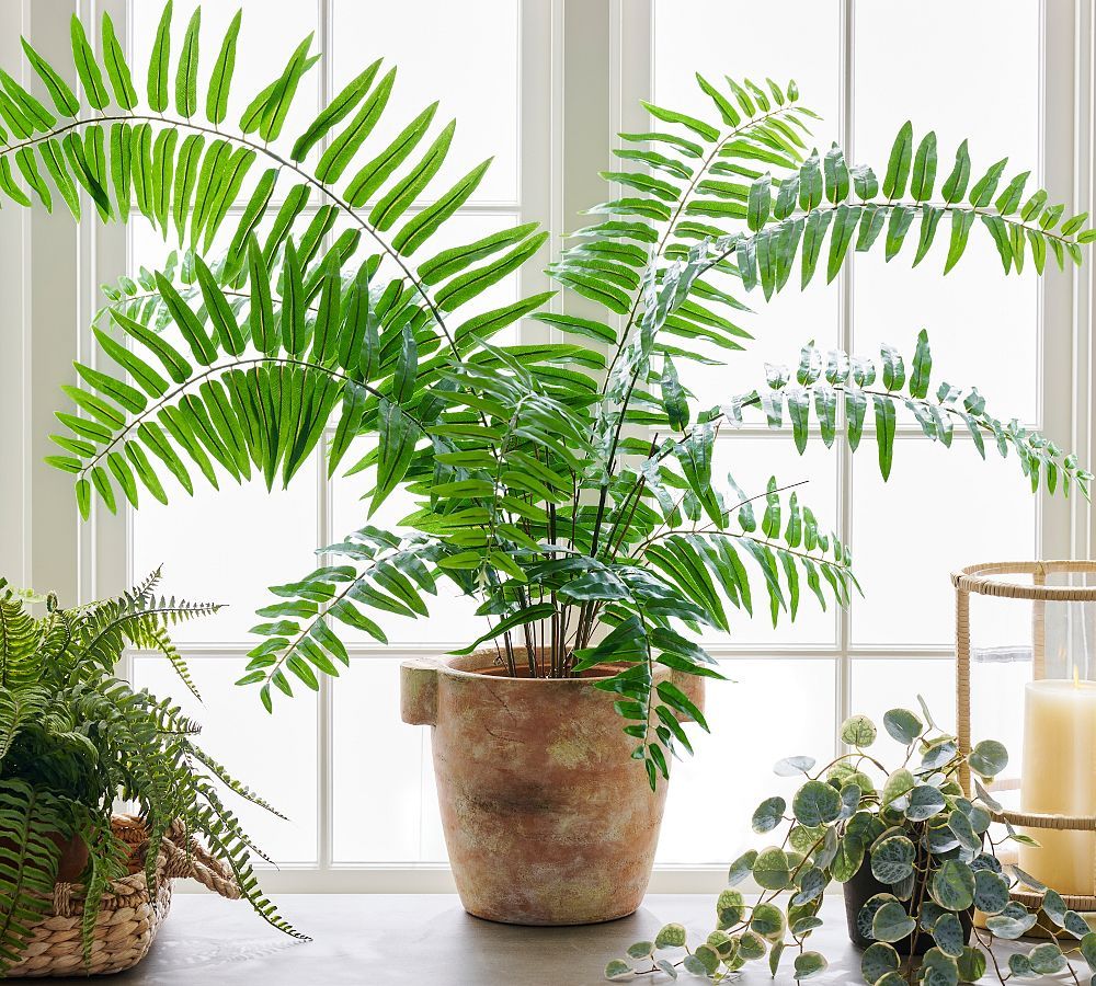 Faux Potted Sword Fern | Pottery Barn (US)