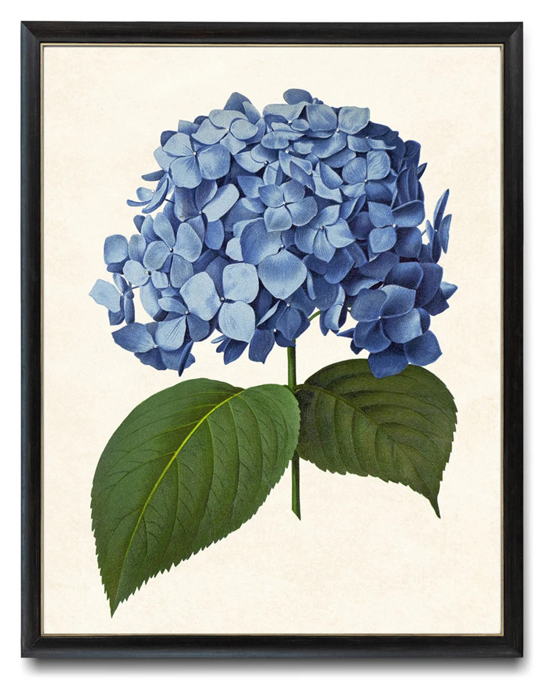 Blue Hydrangea Printable Vintage Illustration Flower Wall - Etsy | Etsy (US)
