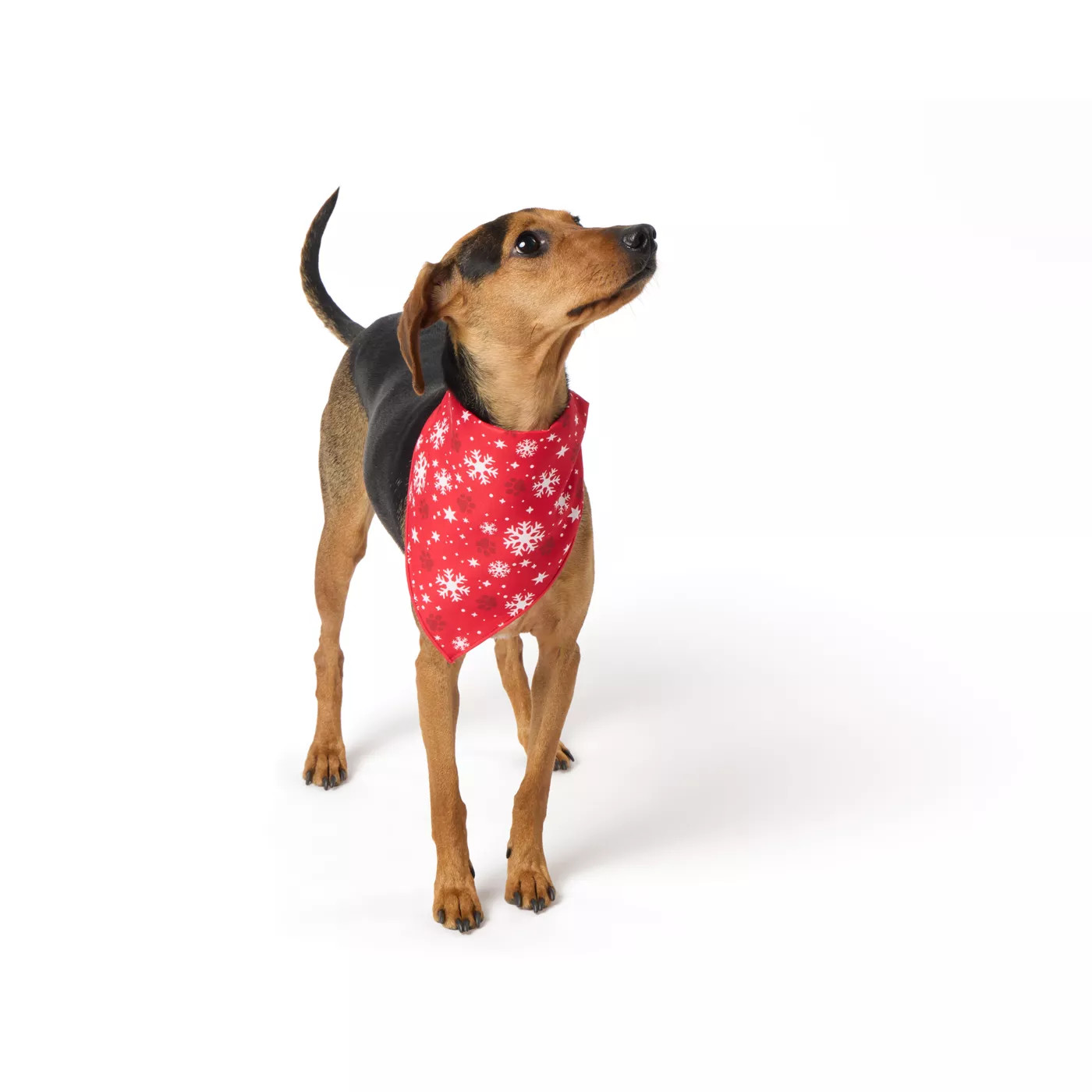 Merry & Bright&trade; Snow/Plaid Dog Bandana | PetSmart