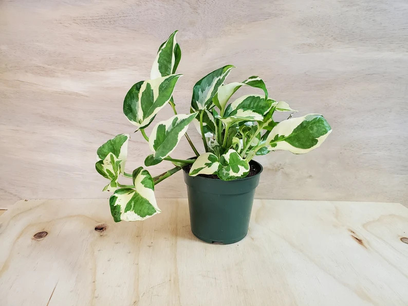 Pothos N’Joy - Epipremnum aureum -Pearls and Jade Pothos , Devil’s Ivy, Indoor LIVE house Pla... | Etsy (US)