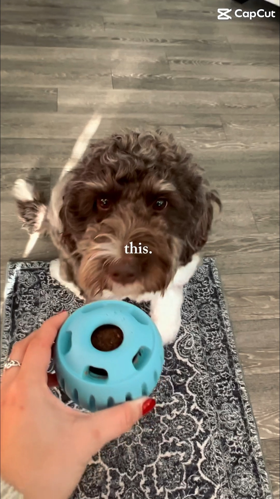 If the pup is happy then i’m happy! For all the dog moms who need a minute without their velcro doodle begging for attention, I highly suggest a pupsicle treat toy! The refillable pops are longer lasting in the freezer🥰🐶

#dogmom #happypuppy #trending 

#LTKHome #LTKvlog