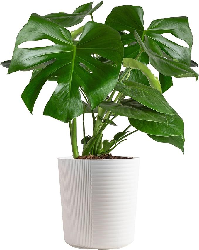 Costa Farms Monstera Swiss Cheese Plant, Live Indoor Plant, Easy to Grow Split Leaf Houseplant in... | Amazon (US)