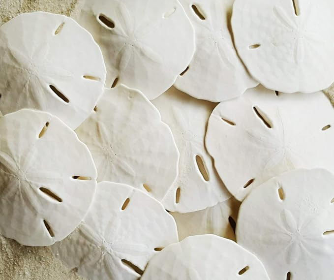 Tumbler Home Real Sand Dollars 2.5"-3" (10pcs), Wedding Seashell Craft, Hand Picked and Professio... | Amazon (US)