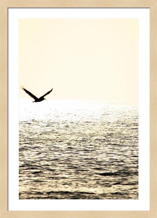 Freebird Framed Print | Fine Art America