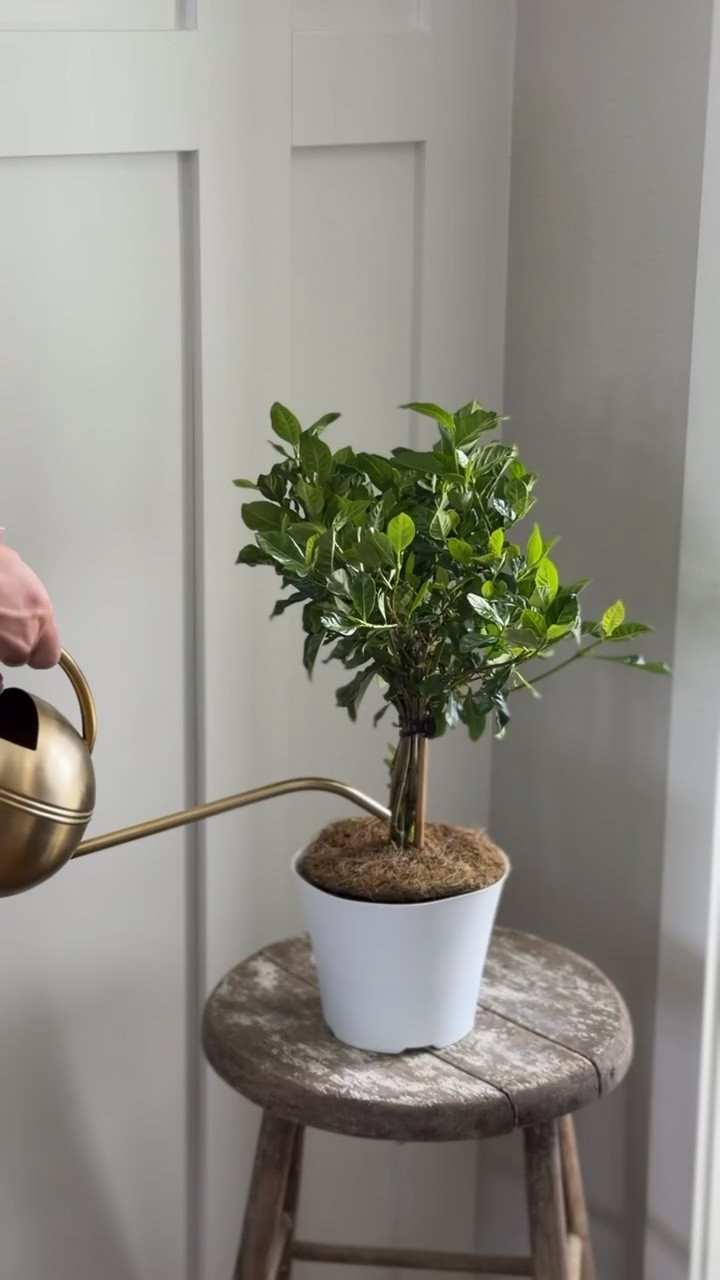 #Ad Did you know @Wayfair offers live plants? I grabbed this beautiful mini braided Gardenia from their outdoor collection recently to refresh my front porch for spring. I paired it with this gorgeous textured stone pot and couldn’t love it more. Wayfair truly has you covered for all things outdoors—garden, patio, entertaining, and more! 

@Wayfair #Wayfair #wishyouwerehere #outdoor #Ad #WayfairPartner 