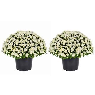 METROLINA GREENHOUSES 3 Qt. Live White Chrysanthemum (Mum) Plant for Fall Garden, Porch or Patio ... | The Home Depot