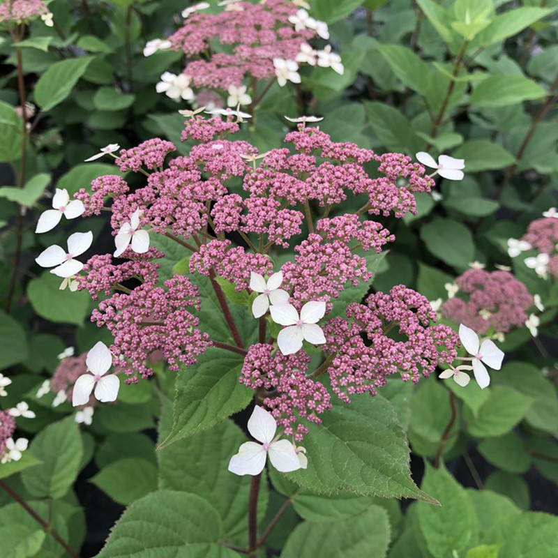 Invincibelle Lace Hydrangea | Plant Addicts